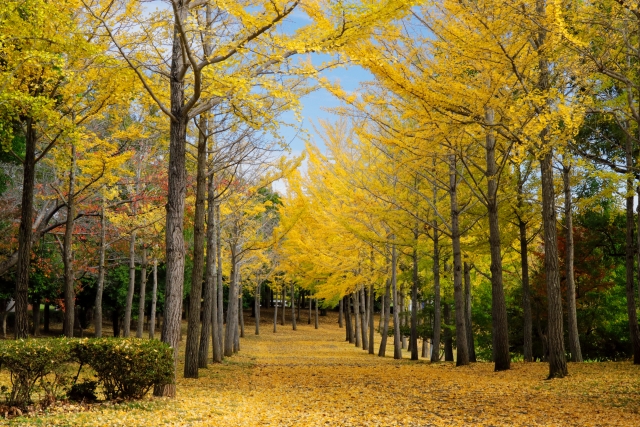 2026年 大阪の紅葉おすすめスポット7選
